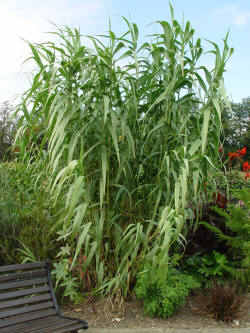 Arundo donax - one of the tallest quick growing grasses